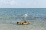 Birdwatching in the the Florida Keys